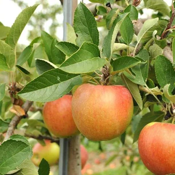 Bardsey Island Apple Trees (Malus domestica Bardsey Island)